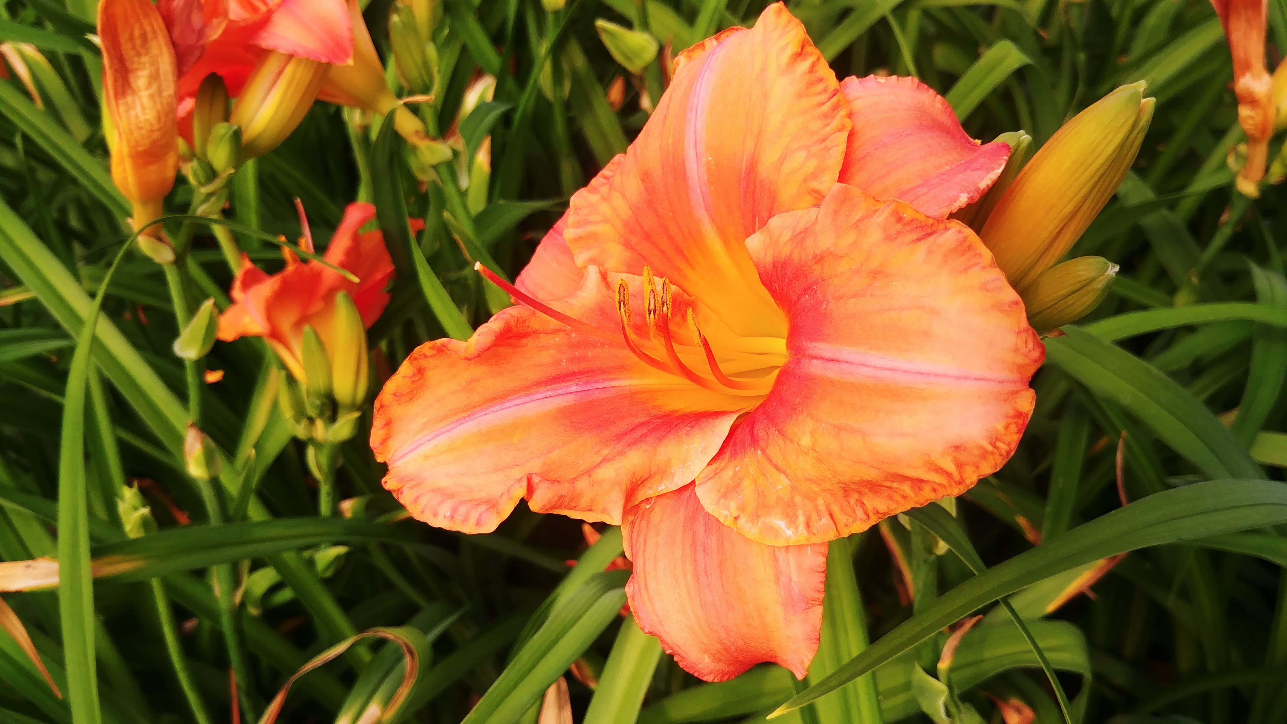 Hemerocallis 'South Seas'